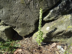 Umbilicus rupestris