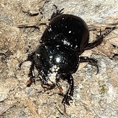 Geotrupinae
