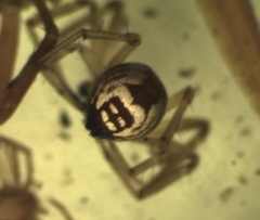 Frontinellina frutetorum