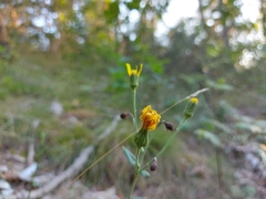 Hieracium sabaudum