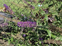 Buddleja