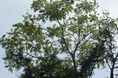 Juglans cinerea