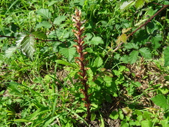 Orobanche