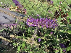 Buddleja