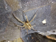 Tegenaria ferruginea