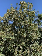 Acer grandidentatum