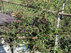 Buddleja
