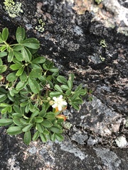 Sibbaldiopsis tridentata