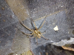 Tegenaria ferruginea