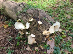 Favolus brasiliensis