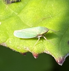 Draeculacephala antica