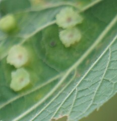 Pachypsylla celtidisasterisca