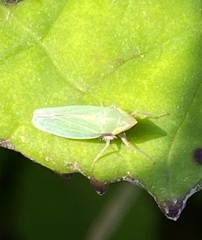 Draeculacephala antica