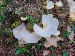 Favolus brasiliensis