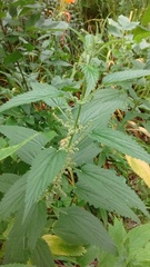 Urtica dioica