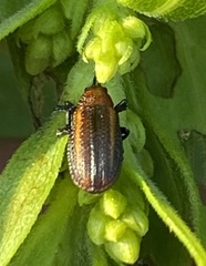 Microrhopala vittata