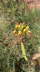 Erythrostemon gilliesii