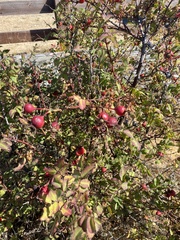 Rosa nutkana
