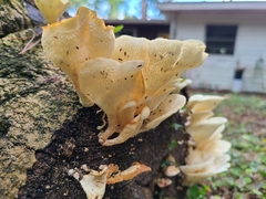 Favolus brasiliensis