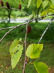 Betula lenta