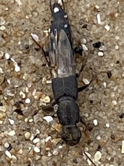 Staphylinini