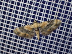 Eupithecia linariata