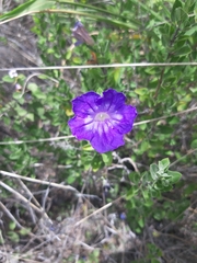 Acanthaceae