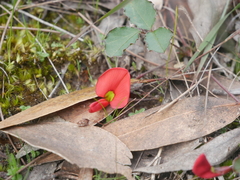 Kennedia prostrata