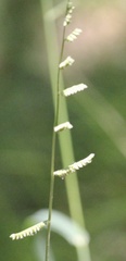 Echinochloa colona