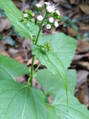 Conoclinium coelestinum