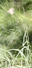 Echinochloa colona
