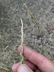 Thinopyrum intermedium