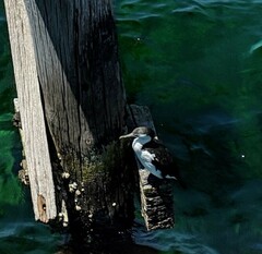 Phalacrocorax varius