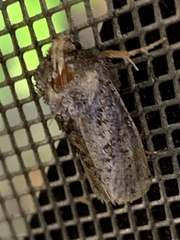 Acrolophus arcanella