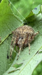 Neoscona crucifera