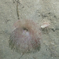 Sabellidae