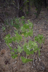 Cnidoscolus maculatus