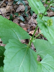 Conoclinium coelestinum