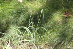 Echinochloa colona