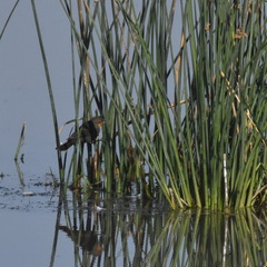 Xanthocephalus xanthocephalus