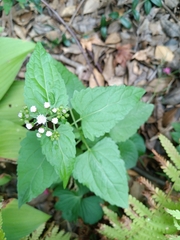 Conoclinium coelestinum