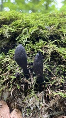 Xylaria longipes