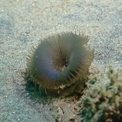 Myxicola