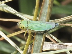 Cicadella viridis
