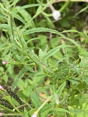 Epilobium coloratum