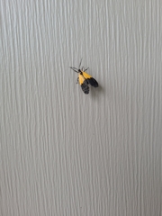 Lycomorpha pholus