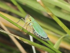 Cicadella viridis