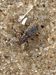 Sitona hispidulus