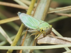 Cicadella viridis