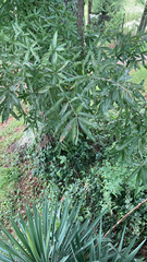 Quercus phellos